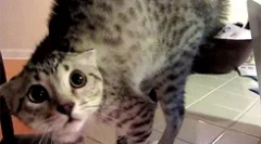 Как да успокои котката?